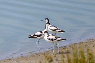 Kuzey Fransa 'da yazın güneşli bir günde, su kenarında yürüyen bir grup Pied Avocet