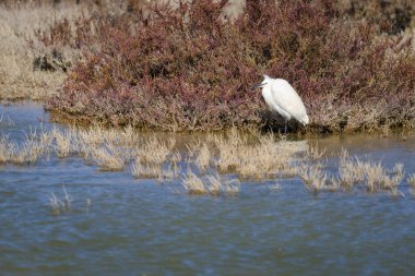 Camargue 'de suyun yanında duran küçük bir balıkçıl, ilkbaharda güneşli bir gün, Camargue (Provence, Fransa)