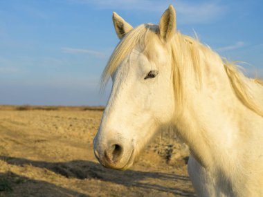 Camargue 'de güneşli bir akşamda otlakta duran beyaz bir at (Provence, Fransa)