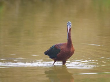 Glossy Ibis yiyecek aramak için suda yürüyor, Camargue 'de baharda güneşli bir gün (Provence, Fransa)