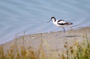 Kuzey Fransa 'da yazın güneşli bir günde, su kenarında yürüyen bir Pied Avocet.