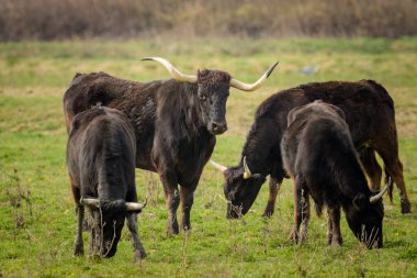 Bir grup siyah boğa, ilkbaharda güneşli bir günde çayırda dururlar (Provence, Fransa))
