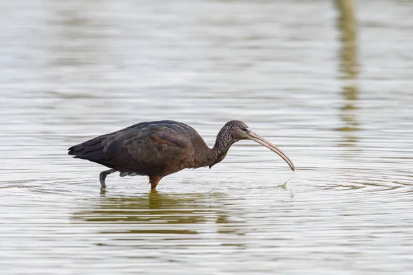 Glossy Ibis Walking Water Looking Food Sunny Day Spring Camargue — стоковое фото