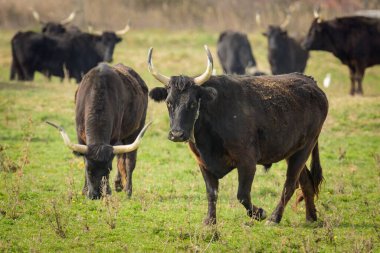 Bir grup siyah boğa, ilkbaharda güneşli bir günde çayırda dururlar (Provence, Fransa))