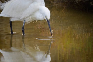 Suda yürüyen küçük bir balıkçıl yiyecek arıyor, ilkbaharda Camargue 'de (Provence, Fransa)