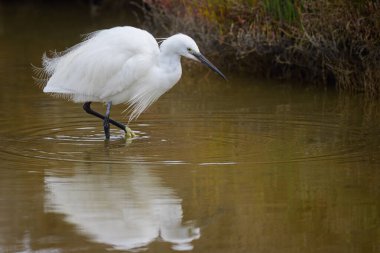 Suda yürüyen küçük bir balıkçıl yiyecek arıyor, ilkbaharda Camargue 'de (Provence, Fransa)