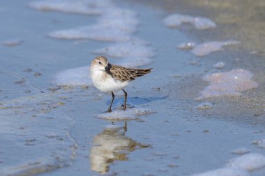 Plajda suda durup yiyecek arayan küçük bir Stint, Camargue 'de baharın güneşli bir günü (Provence, Fransa)