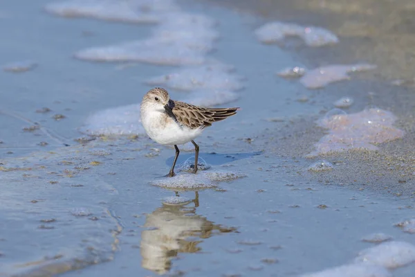 Little Stint Standing Water Beach Looking Food Sunny Day Spring — стоковое фото
