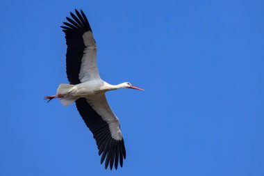 Baharda güneşli bir günde uçmakta olan bir Beyaz Leylek, mavi gökyüzü, Camargue (Provence, Fransa)