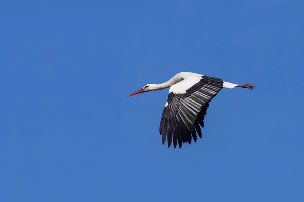 法国普罗旺斯 蓝色天空 春天阳光灿烂的一天 一只白鹤在空中飞翔 — 图库照片