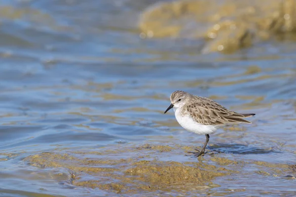 A Little Stint standing in the water at the beach, looking for food, sunny day in springtime in Camargue (Provence, France)