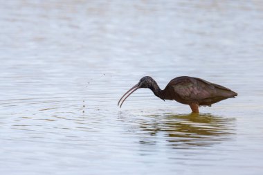 Glossy Ibis yiyecek aramak için suda yürüyor, Camargue 'de baharda güneşli bir gün (Provence, Fransa)