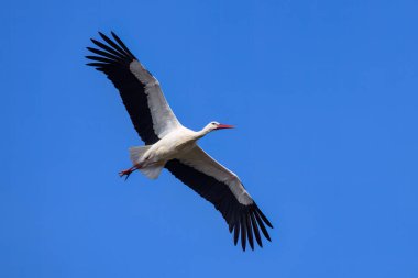 Baharda güneşli bir günde uçmakta olan bir Beyaz Leylek, mavi gökyüzü, Camargue (Provence, Fransa)