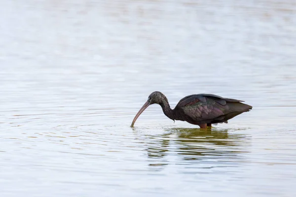 Ibis Brilhante Andando Água Procura Comida Dia Ensolarado Primavera Camargue — Fotografia de Stock