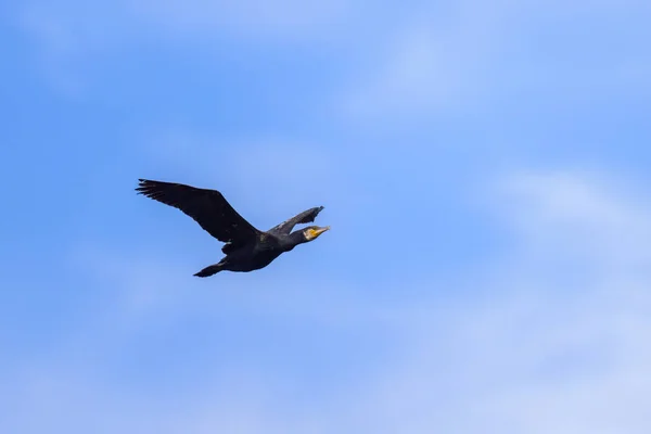 Grande Cormorano Volo Una Giornata Sole Estate Costa Nel Nord — Foto Stock