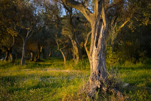 Gün batımında çayırda bir zeytin ağacı, Cres (Hırvatistan)