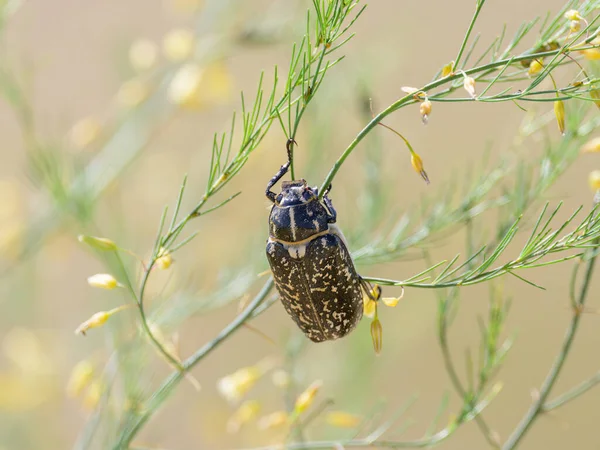 Gran Escarabajo Walker Polyphylla Fullo Sentado Una Planta Día Soleado — Foto de Stock