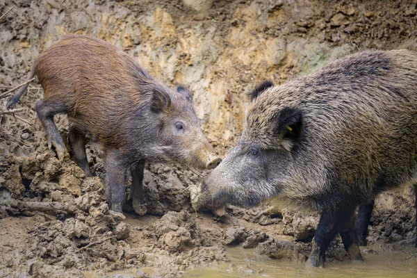 奥地利秋天森林里寻找食物的小猪 — 图库照片