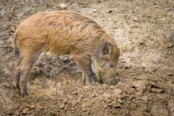 一只年轻的野猪在森林里寻找食物在秋天 奥地利 — 图库照片