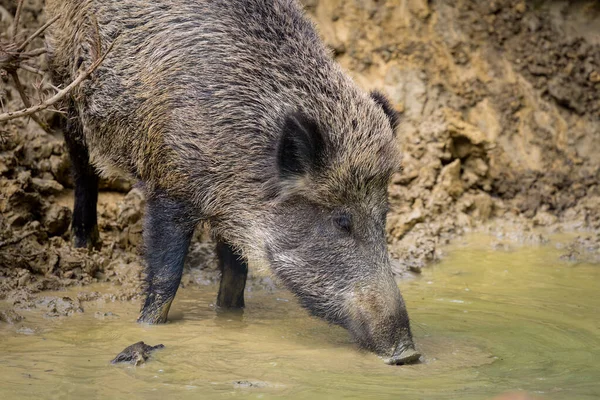 Seekor Babi Hutan Muda Hutan Mencari Makanan Musim Gugur Austria — Stok Foto
