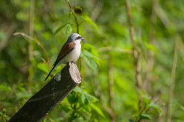 Erkek bir Kızıl Sırtlı Örümcekkuşu Avusturya 'da baharın güneşli bir gününde çalıların üzerinde oturuyor.