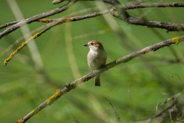 Dişi bir Kızıl Sırtlı Örümcekkuşu Avusturya 'da güneşli bir baharda çalıların üzerinde oturuyor.