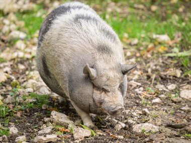 Dışarıda Avusturya 'da bir hayvanat bahçesinde Vietnamlı göbekli birinin portresi.
