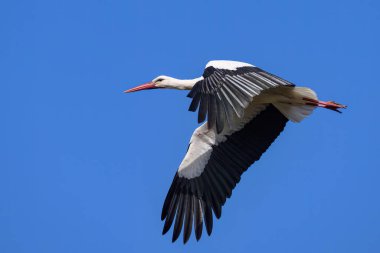 Baharda güneşli bir günde uçmakta olan bir Beyaz Leylek, mavi gökyüzü, Camargue (Provence, Fransa)