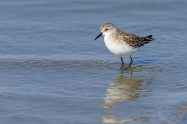 Plajda suda durup yiyecek arayan küçük bir Stint, Camargue 'de baharın güneşli bir günü (Provence, Fransa)