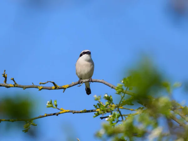 stock image A male Red Backed Shrike sitting on a bush, sunny day in springtime in Austria