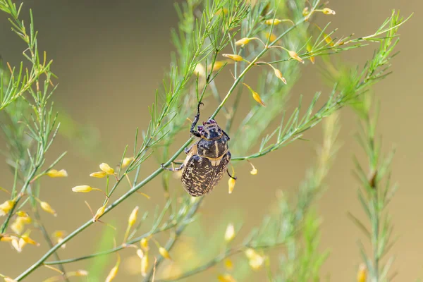 stock image A big Walker beetle (Polyphylla fullo) sitting on a plant, sunny day in summer in northern France