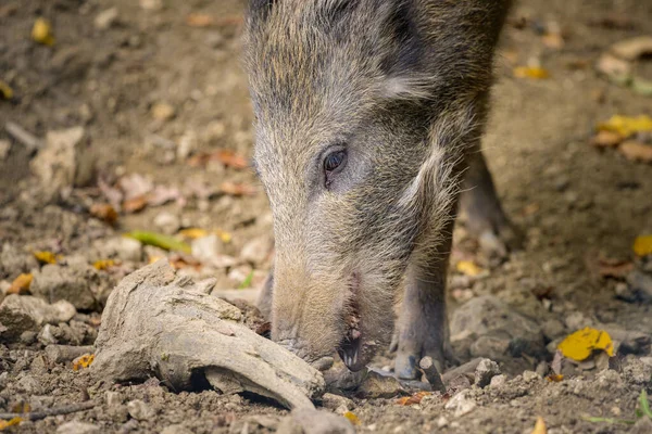 一只年轻的野猪在森林里寻找食物在秋天 奥地利 — 图库照片