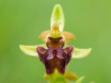 Erken dönem Örümcek Orkidesi 'nin (Ophrys sphegodes) güneşli bir baharda yakın çekimi, Viyana (Avusturya))