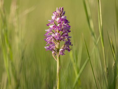 Baharın güneşli bir gününde, bir Yeşil Kanatlı Orkide 'nin (Orchis morio) yakın çekimi, Viyana (Avusturya))