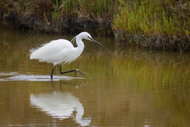 Suda yürüyen küçük bir balıkçıl yiyecek arıyor, ilkbaharda Camargue 'de (Provence, Fransa)
