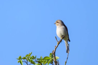 Dişi bir Kızıl Sırtlı Örümcekkuşu Avusturya 'da güneşli bir baharda çalıların üzerinde oturuyor.