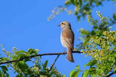 Dişi bir Kızıl Sırtlı Örümcekkuşu Avusturya 'da güneşli bir baharda çalıların üzerinde oturuyor.