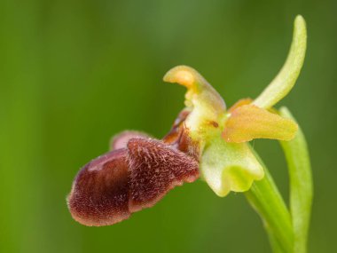 Erken dönem Örümcek Orkidesi 'nin (Ophrys sphegodes) güneşli bir baharda yakın çekimi, Viyana (Avusturya))