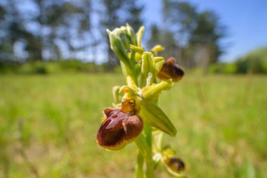 Erken dönem Örümcek Orkidesi 'nin (Ophrys sphegodes) güneşli bir baharda yakın çekimi, Viyana (Avusturya))