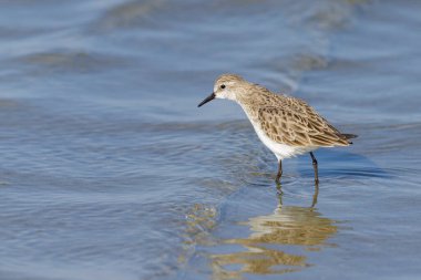 Plajda suda durup yiyecek arayan küçük bir Stint, Camargue 'de baharın güneşli bir günü (Provence, Fransa)
