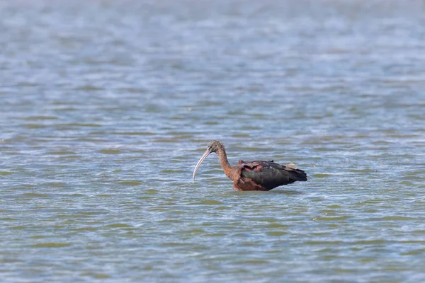 Ein Hochglanz Ibis Auf Nahrungssuche Wasser Sonniger Frühlingstag Der Camargue — Stockfoto