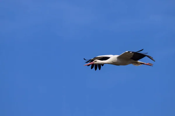 法国普罗旺斯 蓝色天空 春天阳光灿烂的一天 一只白鹤在空中飞翔 — 图库照片