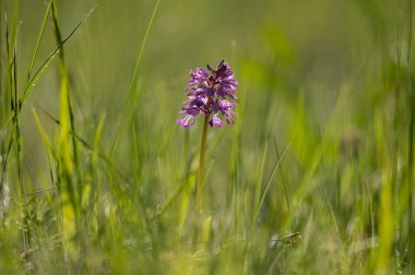 Baharın güneşli bir gününde, bir Yeşil Kanatlı Orkide 'nin (Orchis morio) yakın çekimi, Viyana (Avusturya))