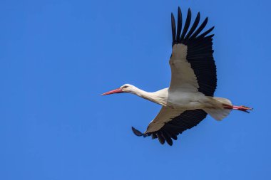 Baharda güneşli bir günde uçmakta olan bir Beyaz Leylek, mavi gökyüzü, Camargue (Provence, Fransa)