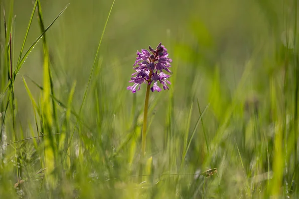 Primer Plano Una Orquídea Alada Verde Orchis Morio Día Soleado — Foto de Stock
