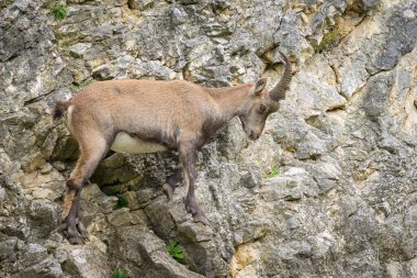 Genç bir dağ keçisi Avusturya hayvanat bahçesinde bulutlu bir günde bir kayanın üzerinde duruyor.