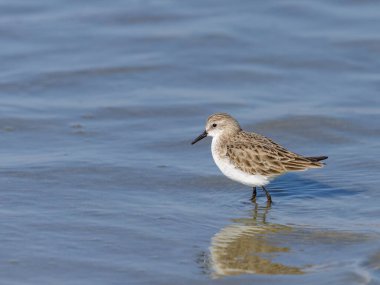Plajda suda durup yiyecek arayan küçük bir Stint, Camargue 'de baharın güneşli bir günü (Provence, Fransa)