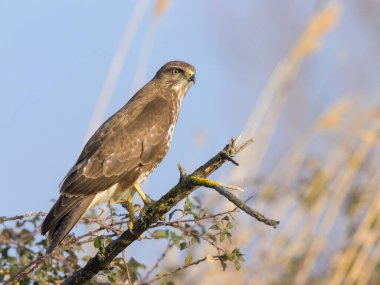 Camargue 'de baharda güneşli bir günde ağaçta oturan ortak bir şahin (Provence, Fransa)