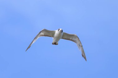 Siyah başlı bir martı (Chroicocephalus ridibundus) Fransa sahillerinde uçuyor, güneşli bir gün, mavi gökyüzü