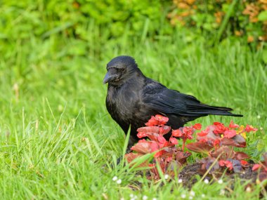 Baharın güneşli bir gününde çayırda yürüyen bir leş kargası (Corvus corone) (Viyana, Avusturya))